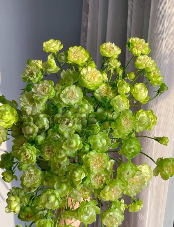 princess midori Rose 丨Your roses