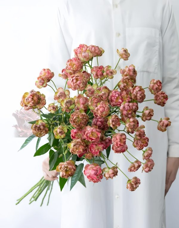 princess pinku Rose for sale丨Your roses