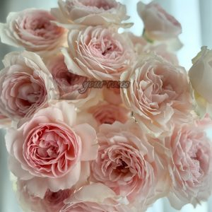senlitsu Rose for sale丨Your roses