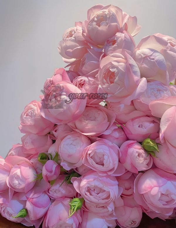 strawberry macaron Rose 丨Your roses
