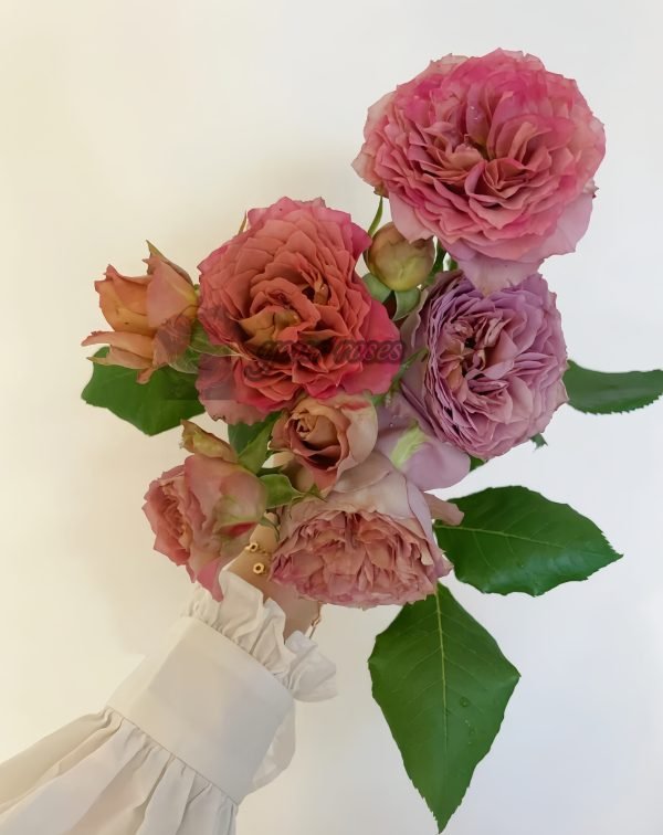 the nature Rose丨Your roses