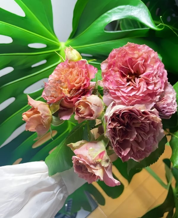 the nature Rose丨Your roses