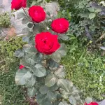 Traviata Rose photo review