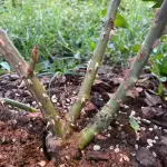 Traviata Rose photo review