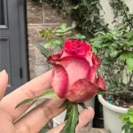 Absurda Rose Plant photo review