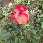 Absurda Rose Plant photo review