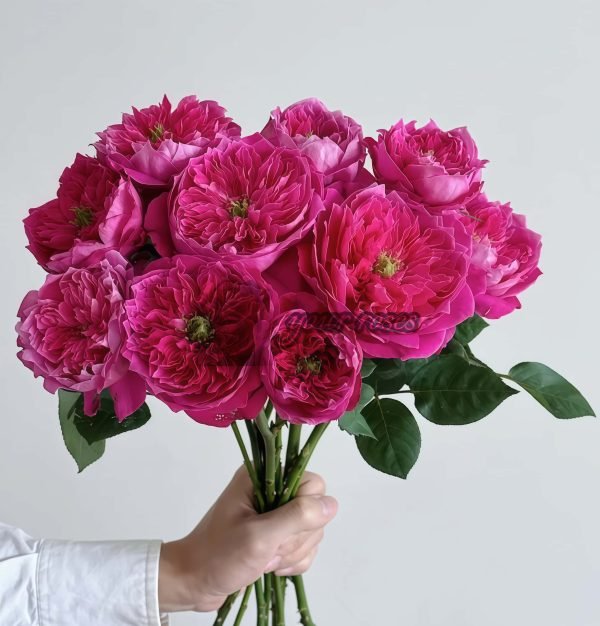 Accademia Rose plant丨Your roses
