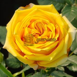Amber Queen Rose plant丨Your roses
