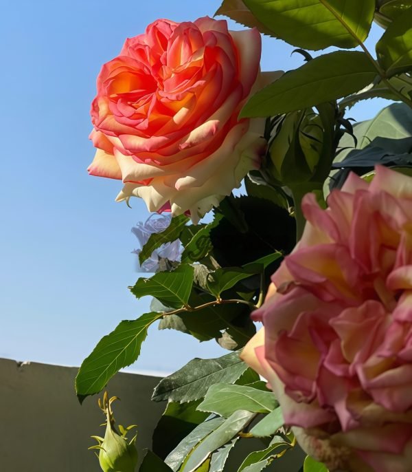 Ambiance Rose for sale丨Your roses