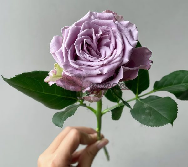 Amethyst Rose plant丨Your roses