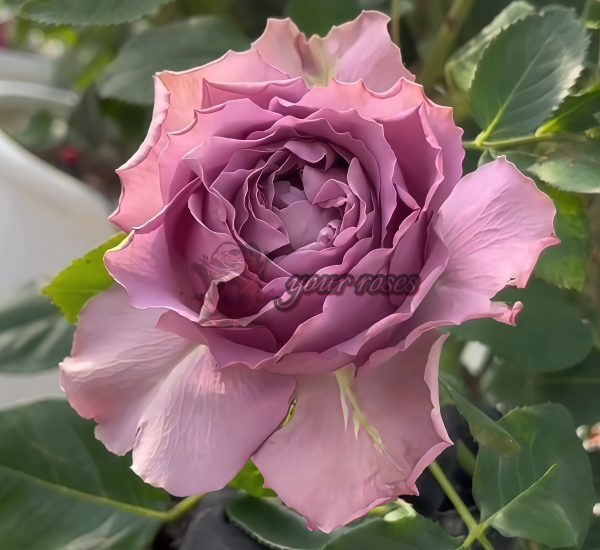 Amethyst Rose丨Your roses