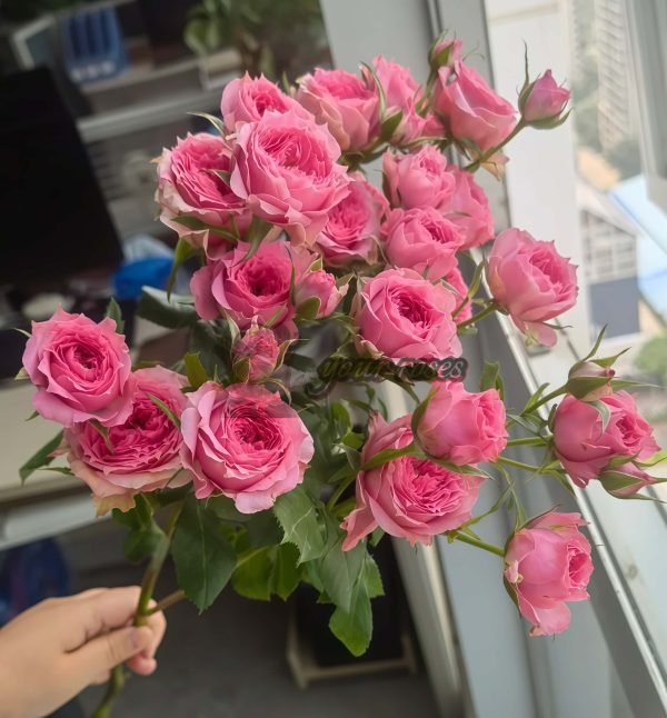 Baby Sophie Rose丨Your roses