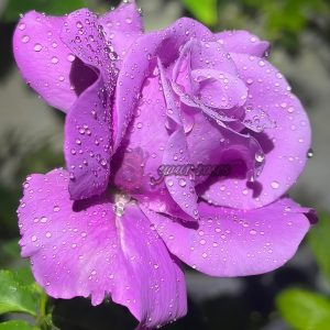 Charles de Gaulle Rose for sale丨Your roses