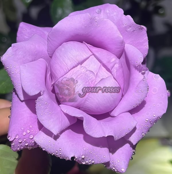 Charles de Gaulle Rose丨Your roses