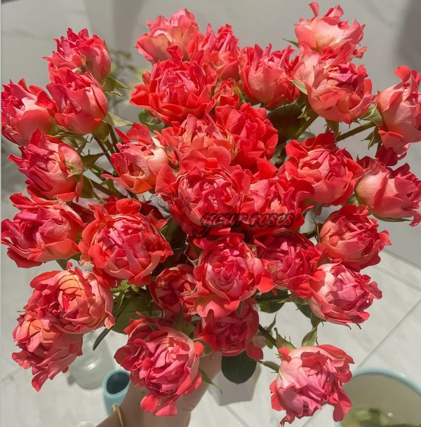 Cinnabar Sea Anemone Rose plant丨Your roses