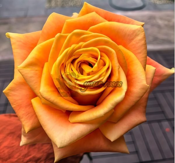 Cleopatra Rose丨Your roses