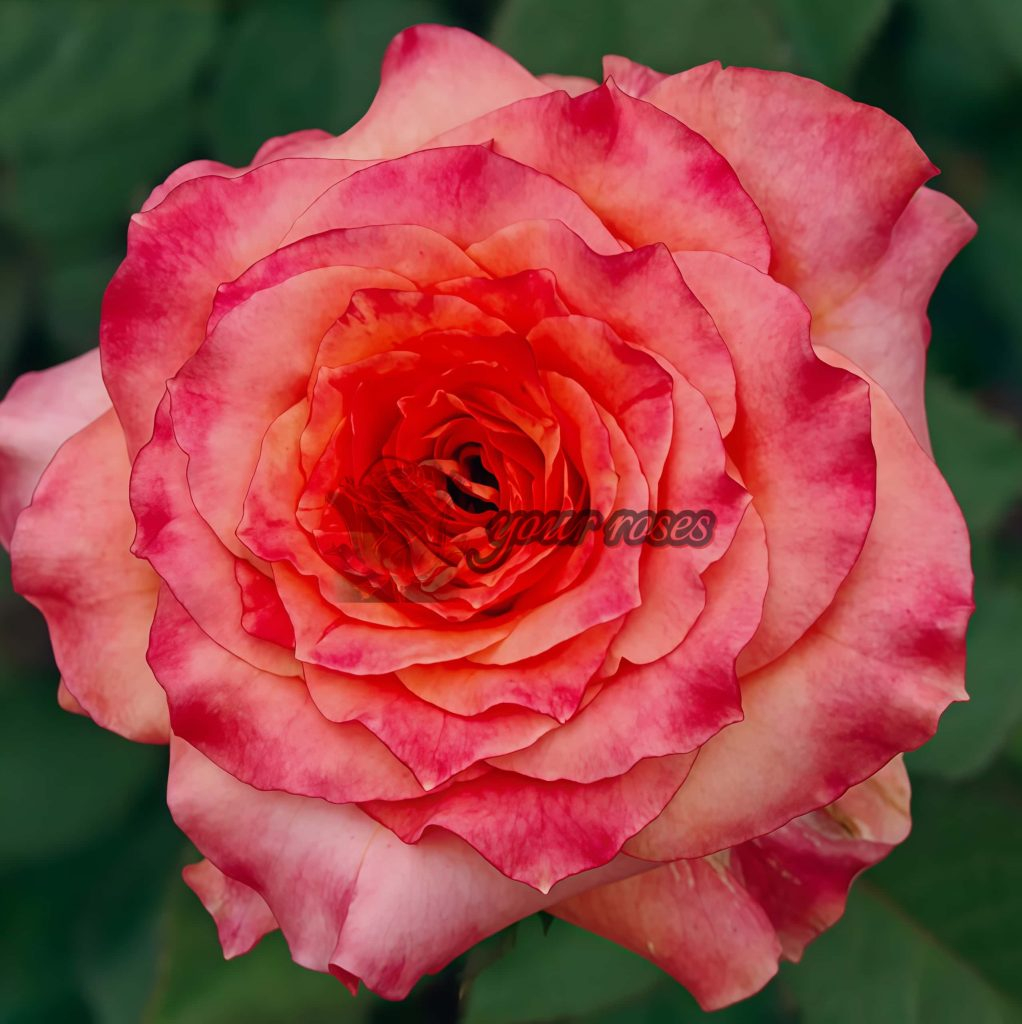 Country Aquarelle Rose Plant -