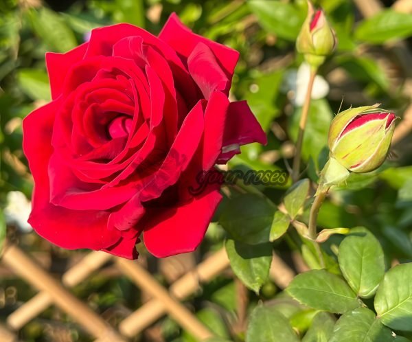 Crimson Glory Rose plant丨Your roses