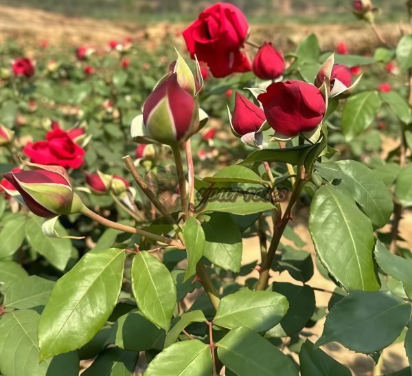 Crimson Glory Rose丨Your roses