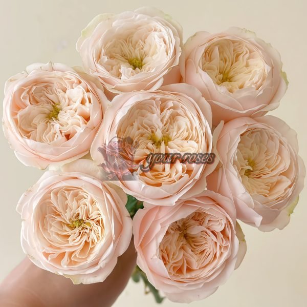Darlington Rose丨Your roses