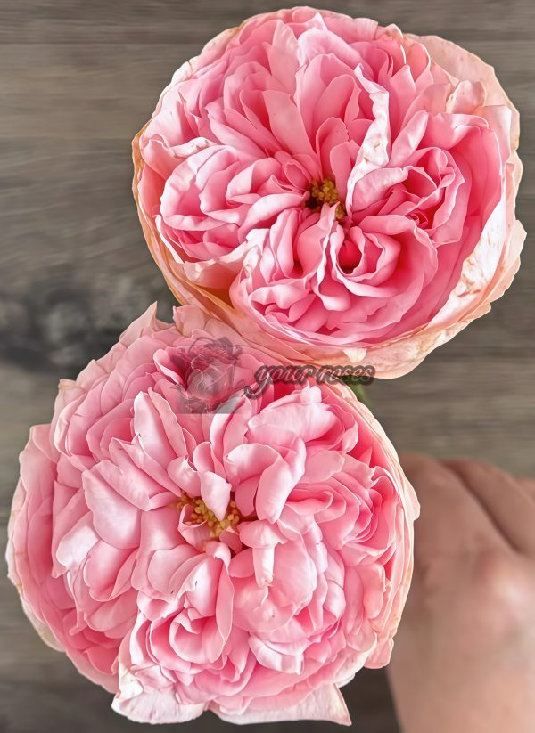 Dolce Summerhouse Rose plant丨Your roses