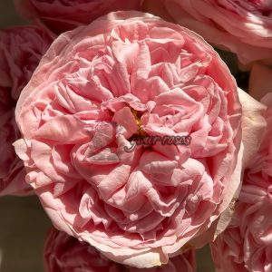Dolce Summerhouse Rose丨Your roses