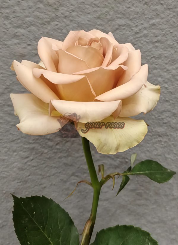 Dreamlike Rose丨Your roses