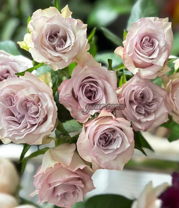 Early Grey Rose for sale丨Your roses