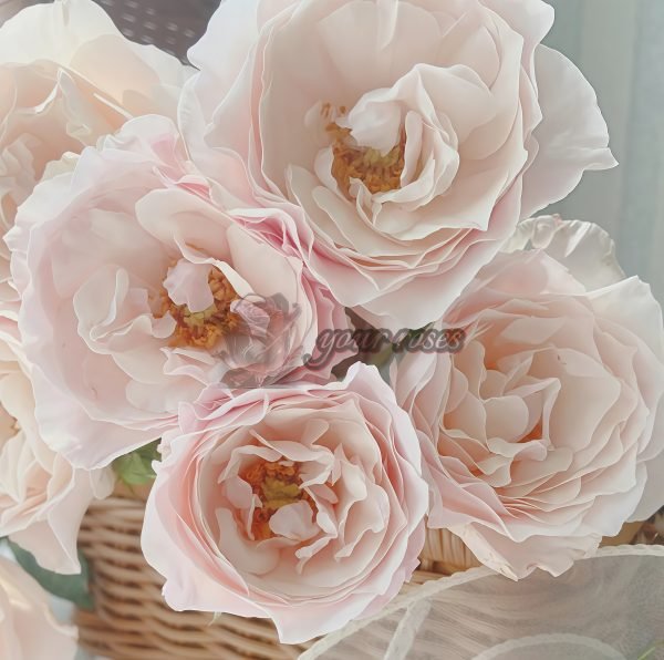 English Miss Rose丨Your roses