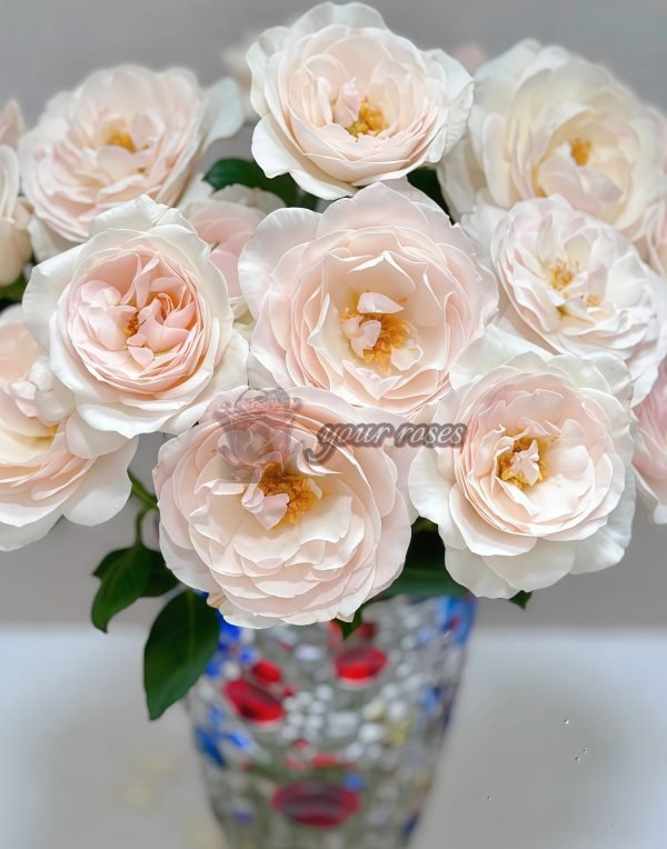 English Miss Rose plant丨Your roses