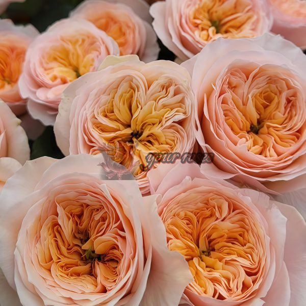 Georgina Gardens Rose丨Your roses