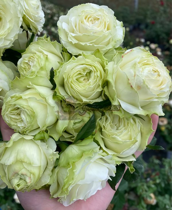Haute Couture Rose for sale丨Your roses