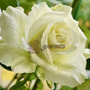 Haute Couture Rose plant丨Your roses