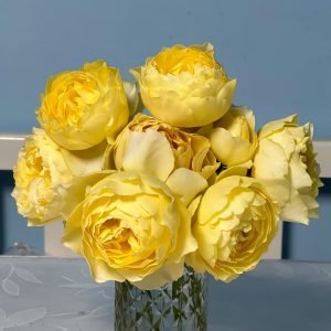 Hiyoko Rose丨Your roses