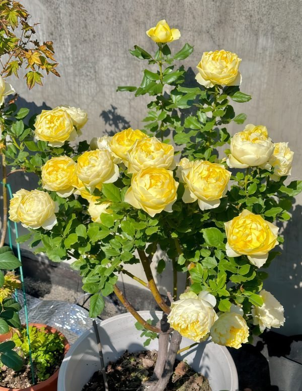 Hiyoko Rose plant丨Your roses