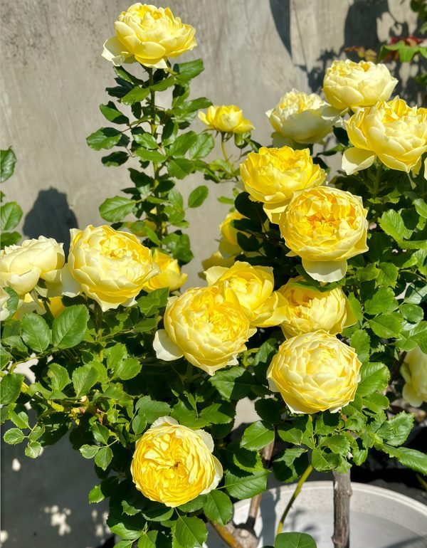 Little Chick Rose丨Your roses