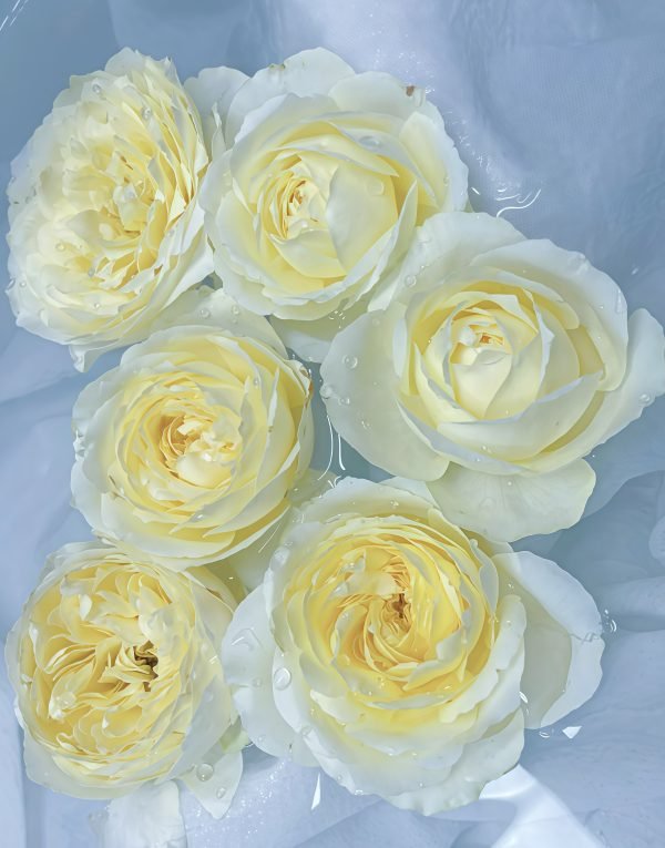 Little Chick Rose Plant丨Your roses