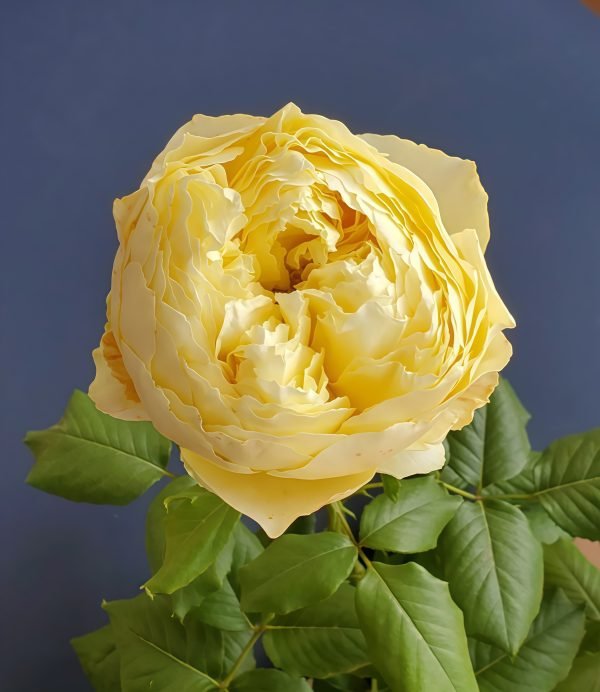Hiyoko Rose for sale丨Your roses