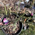 Princess Miyuki Rose Plant photo review