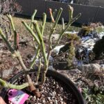 Princess Miyuki Rose Plant photo review