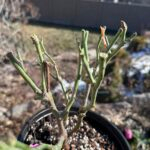 Princess Miyuki Rose Plant photo review