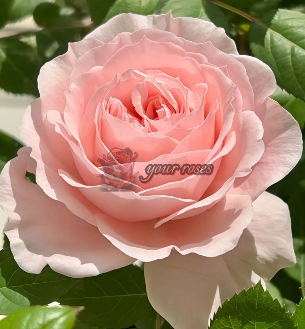 Jade Fat Rose丨Your roses