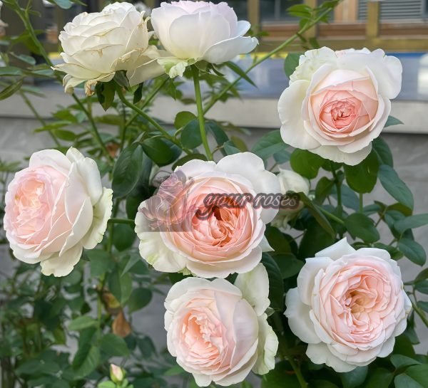 Lady Raphaela Rose丨Your roses