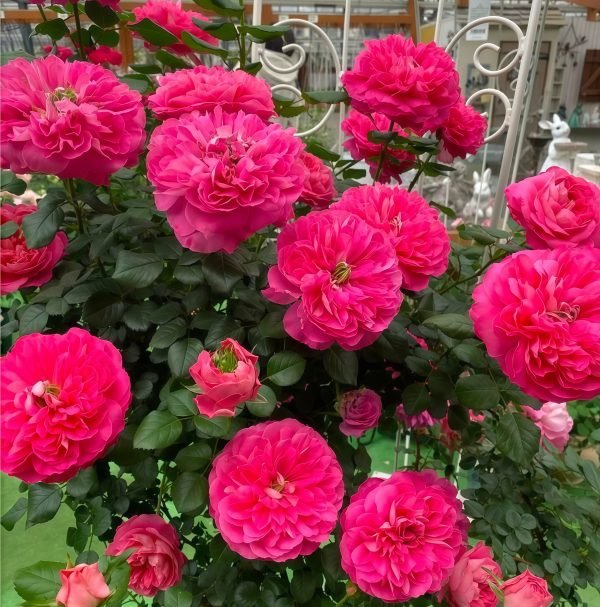 LionHeart Rose Plant丨Your roses