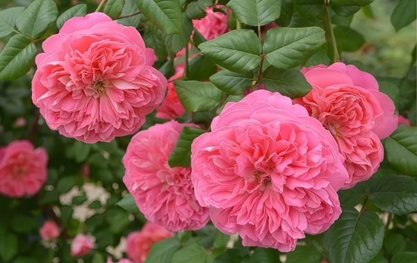LionHeart Rose丨Your roses