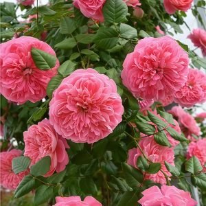 LionHeart Rose丨Your roses