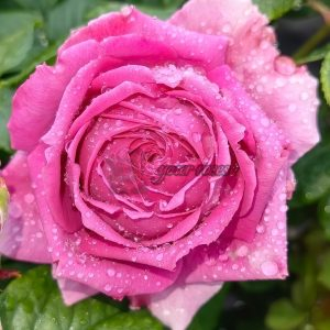 M-Nostalgic Elegance Rose plant丨Your roses