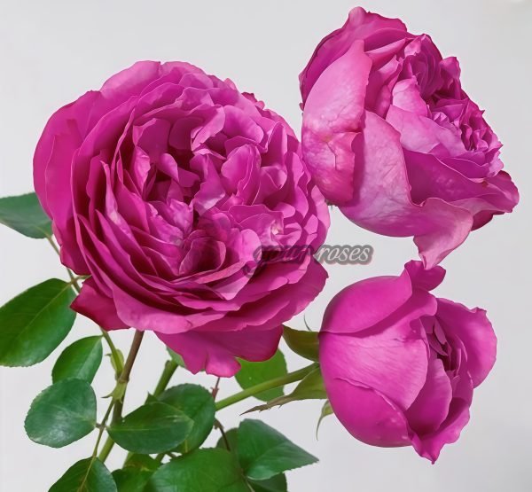 M-Nostalgic Elegance Rose丨Your roses