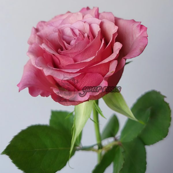 Magic Silver Rose for sale丨Your roses