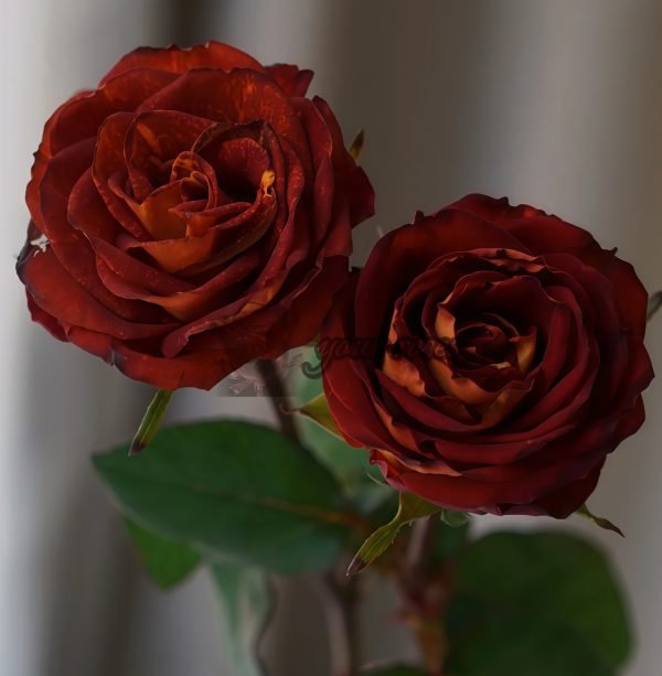 Meteorite Rose丨Your roses